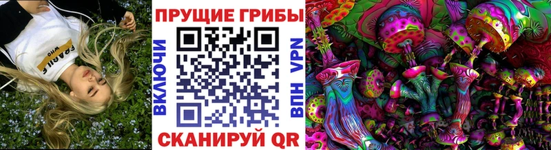 купить наркотик  Тайшет  Галлюциногенные грибы Psilocybe 