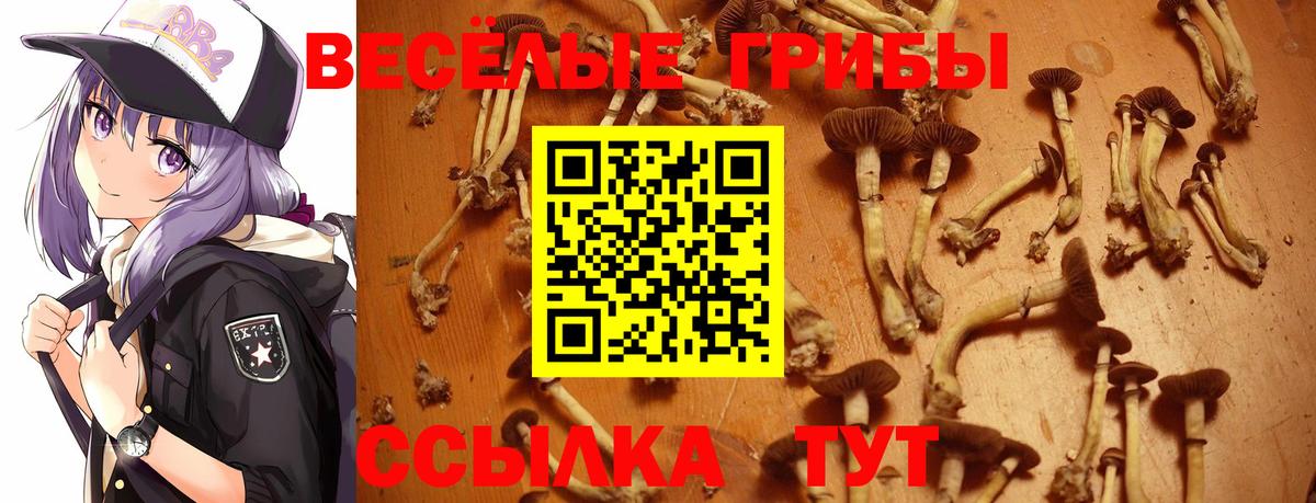 Псилоцибиновые грибы ЛСД Тайшет